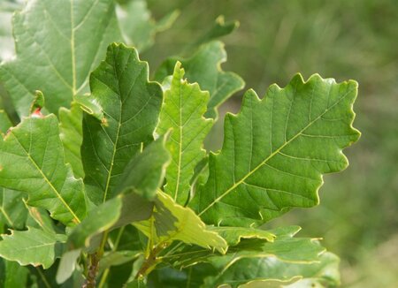 Quercus warei 'Regal Prince' = 'Long' 20-25 Hoogstam draadkluit voorgeleid - afbeelding 9