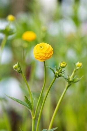 Ranunculus acris 'Multiplex' geen maat specificatie 0,55L/P9cm - afbeelding 1