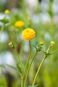 Ranunculus acris 'Multiplex' geen maat specificatie 0,55L/P9cm