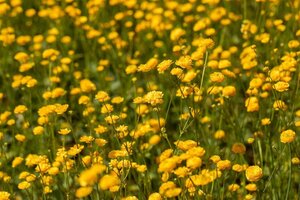 Ranunculus acris 'Multiplex' geen maat specificatie 0,55L/P9cm - afbeelding 4