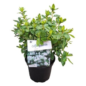 Rhododendron (AJ) 'Adonis' WIT 20-25 cm cont. 2,0L