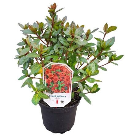 Rhododendron (AJ) 'Ageeth' 20-25 cm cont. 2,0L