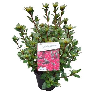 Rhododendron (AJ) 'Ageeth' 25-30 cm cont. 4,0L