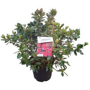 Rhododendron (AJ) 'Ageeth' 40-50 cm cont. 10L