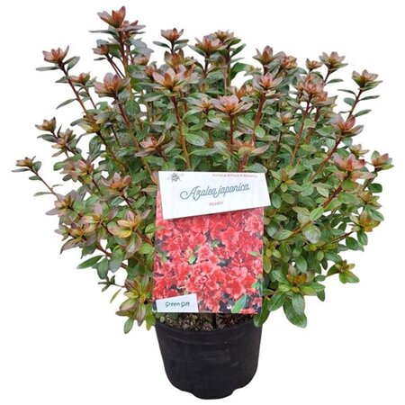 Rhododendron (AJ) 'Aladdin' 25-30 cm cont. 4,0L