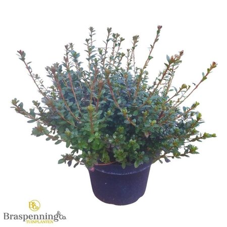 Rhododendron (AJ) 'Am. Leonardslee' 40-50 cm cont. 10L - afbeelding 1