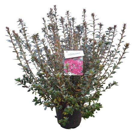 Rhododendron (AJ) 'Am. Leonardslee' 40-50 cm cont. 10L - afbeelding 2