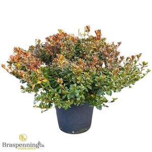 Rhododendron (AJ) 'Am. Leonardslee' 70-80 cm cont. 40L