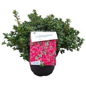 Rhododendron (AJ) 'Anouk' 25-30 cm cont. 4,0L