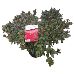 Rhododendron (AJ) 'Arabesk' ROOD 40-50 cm cont. 10L