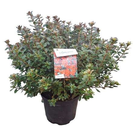 Rhododendron (AJ) 'Addy Wery' 40-50 cm cont. 10L