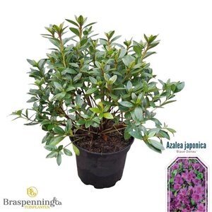 Rhododendron (AJ) 'Blue Danube' 20-25 cm cont. 2,0L - afbeelding 1