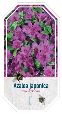 Rhododendron (AJ) 'Blue Danube' 20-25 cm cont. 2,0L - afbeelding 2