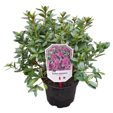 Rhododendron (AJ) 'Blue Danube' 20-25 cm cont. 2,0L - afbeelding 3