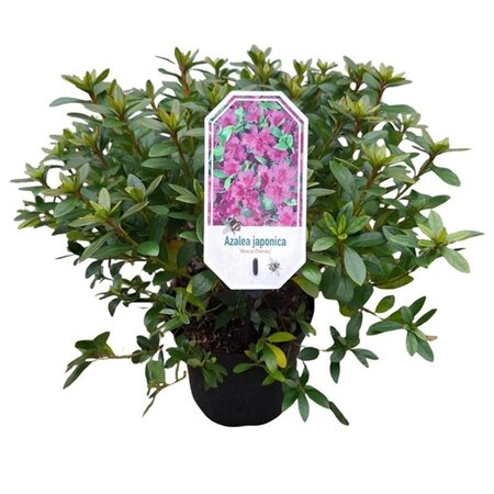Rhododendron (AJ) 'Blue Danube' 25-30 cm cont. 4,0L - afbeelding 3