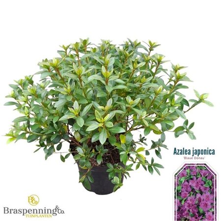 Rhododendron (AJ) 'Blue Danube' 25-30 cm cont. 4,0L - afbeelding 1