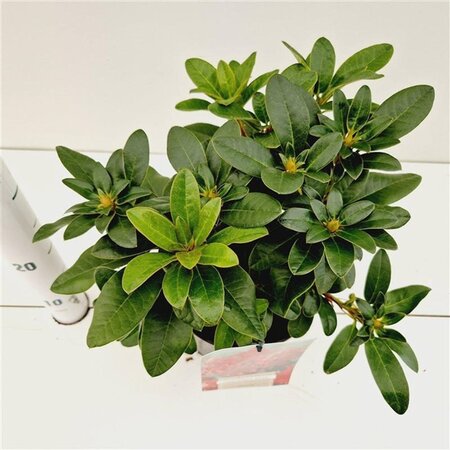 Rhododendron (F) 'Bengal' dwerg ROOD 25-30 cm cont. 3,0L - afbeelding 1