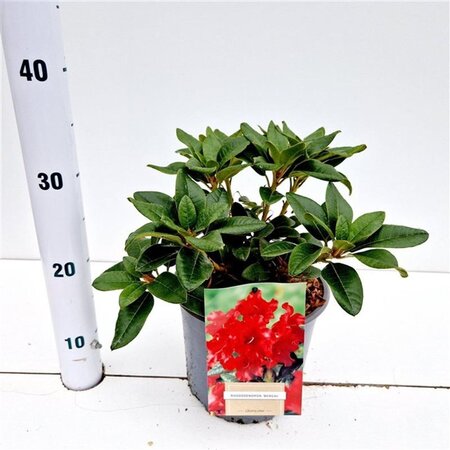 Rhododendron (F) 'Bengal' dwerg ROOD 25-30 cm cont. 3,0L - afbeelding 2