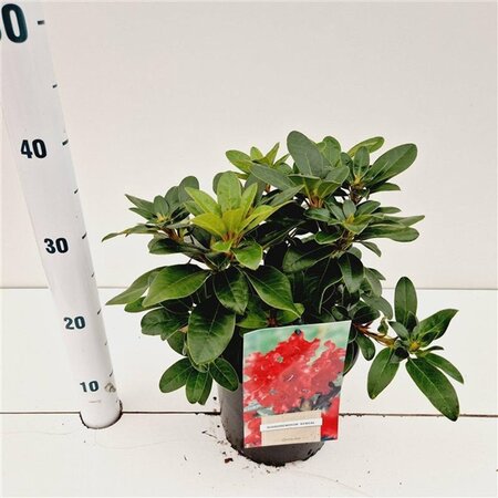 Rhododendron (F) 'Bengal' dwerg ROOD 25-30 cm cont. 3,0L - afbeelding 3