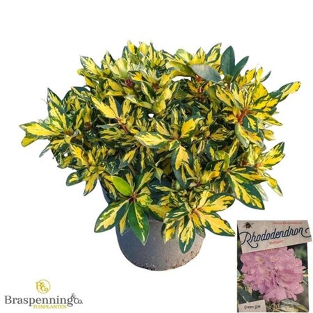 Rhododendron 'Blattgold' PAARS 50-60 cm cont. 10L - afbeelding 1
