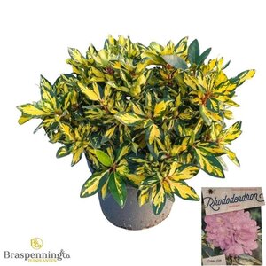 Rhododendron 'Blattgold' PAARS 50-60 cm cont. 10L - afbeelding 1