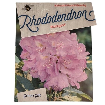 Rhododendron 'Blattgold' PAARS 50-60 cm cont. 10L - afbeelding 2