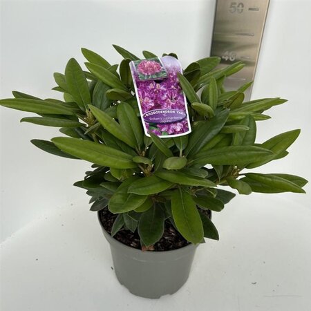 Rhododendron (Y) 'Bohlken's L.berg' 30-40 cm cont. 5,0L - afbeelding 1