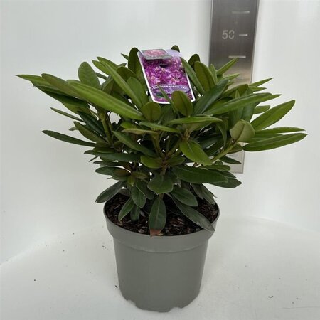 Rhododendron (Y) 'Bohlken's L.berg' 30-40 cm cont. 5,0L - afbeelding 2
