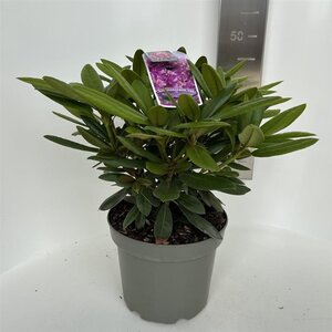 Rhododendron (Y) 'Bohlken's L.berg' 30-40 cm cont. 5,0L - afbeelding 2