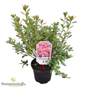 Rhododendron (AJ) 'Blaauw's Pink' ZALM 20-25 cm cont. 2,0L - afbeelding 2