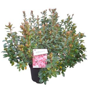 Rhododendron (AJ) 'Blaauw's Pink' ZALM 40-50 cm cont. 10L - afbeelding 2