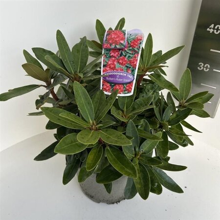 Rhododendron (Y) 'Bohl Roter Stern' 30-40 cm cont. 5,0L - afbeelding 1