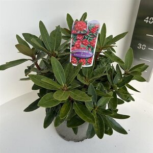 Rhododendron (Y) 'Bohl Roter Stern' 30-40 cm cont. 5,0L - afbeelding 1