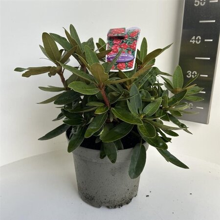 Rhododendron (Y) 'Bohl Roter Stern' 30-40 cm cont. 5,0L - afbeelding 2