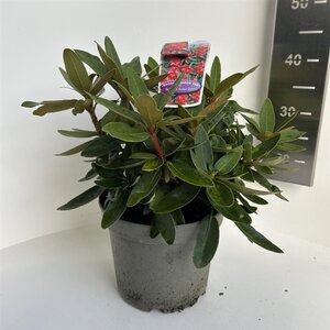 Rhododendron (Y) 'Bohl Roter Stern' 30-40 cm cont. 5,0L - afbeelding 2