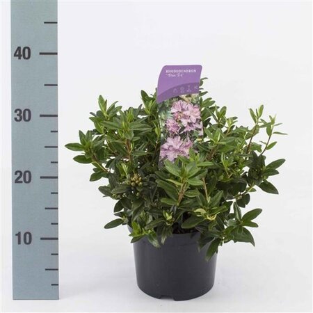 Rhododendron 'Blue Tit' dwerg BLAUW 15-20 cm cont. 2,0L - afbeelding 2