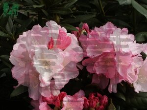 Rhododendron (Y) 'Caroline Allbrook' VIOLET 30-40 cm cont. 5,0L