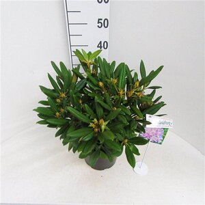 Rhododendron (Y) 'Caroline Allbrook' VIOLET 30 cm cont. 5,0L bol