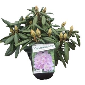 Rhododendron (Y) 'Caroline Allbrook' VIOLET 30 cm cont. 5,0L bol