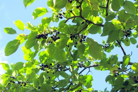 Rhamnus cathartica 175-200 cm met kluit - afbeelding 1