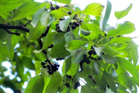 Rhamnus cathartica 175-200 cm met kluit - afbeelding 4