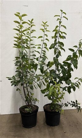 Rhamnus cathartica 80-100 cm cont. 7,5L - afbeelding 2