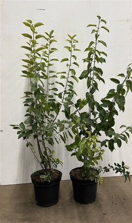 Rhamnus cathartica 80-100 cm cont. 7,5L