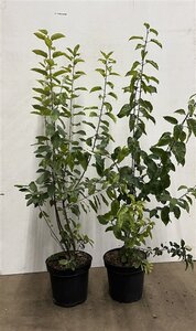 Rhamnus cathartica 80-100 cm cont. 7,5L