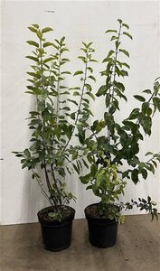 Rhamnus cathartica 80-100 cm cont. 7,5L - image 2