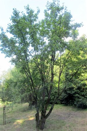 Rhamnus cathartica 80-100 cm wortelgoed 3-5 tak struik - afbeelding 2