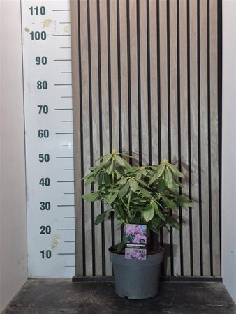 Rhododendron 'Catawb. Boursault' PAARS 40-50 cm cont. 5,0L