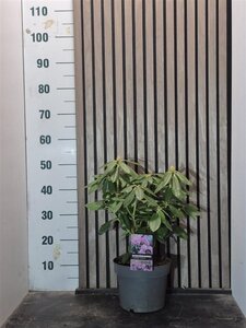 Rhododendron 'Catawb. Boursault' PAARS 40-50 cm cont. 5,0L