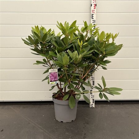 Rhododendron 'Catawb. Boursault' PAARS 50-60 cm cont. 7,5L - afbeelding 3