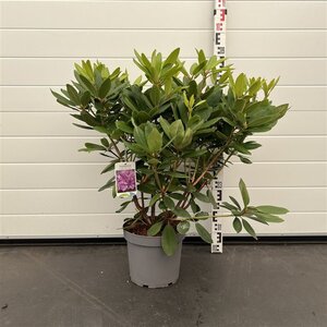 Rhododendron 'Catawb. Boursault' PAARS 50-60 cm cont. 7,5L - afbeelding 3